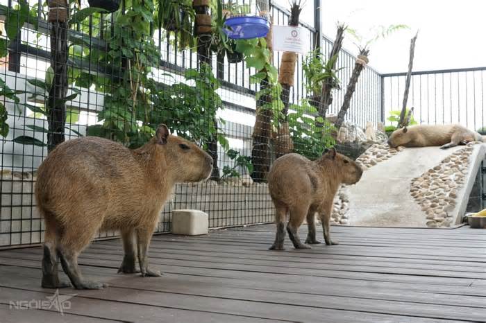 Quán cà phê ở TP HCM hút người trẻ nhờ capybara, gấu mèo
