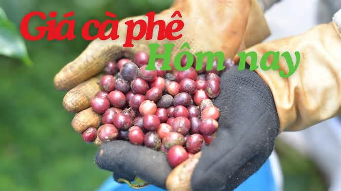 Giá cà phê hôm nay 3.9: Thị trường lao dốc mạnh