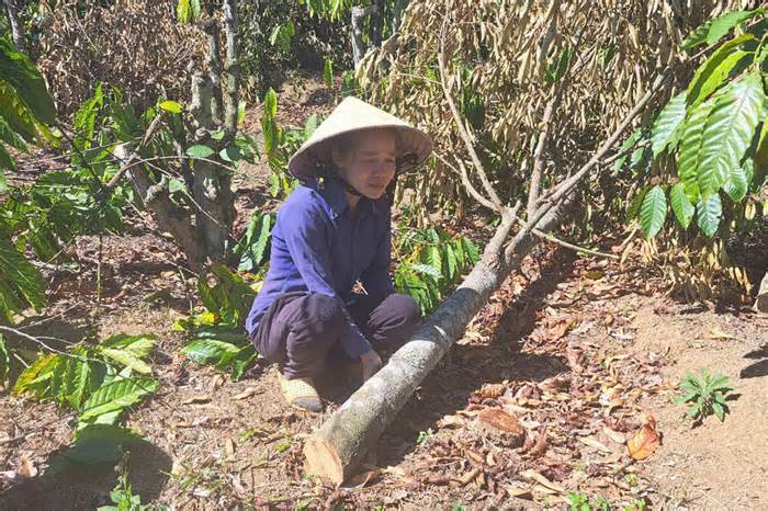 Phá nát vườn cà phê của em vợ vì ghen