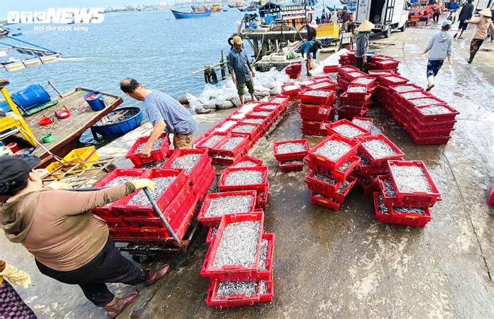 Xuyên đêm bủa lưới ở Cù Lao Chàm, ngư dân xứ Quảng trúng đậm cả chục tấn cá cơm