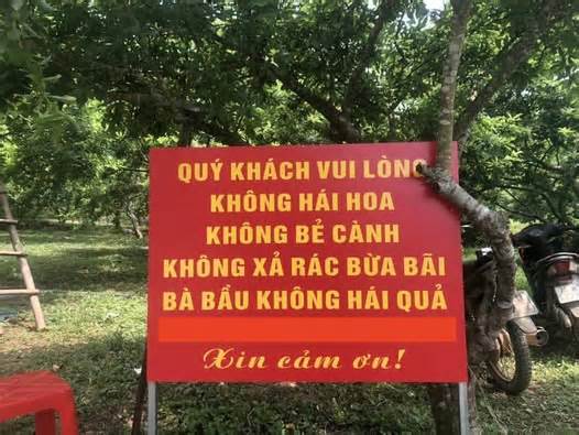 Khách rung cây mận để chụp ảnh: Chắc không nhớ bài ‘bông hoa này là của chung’