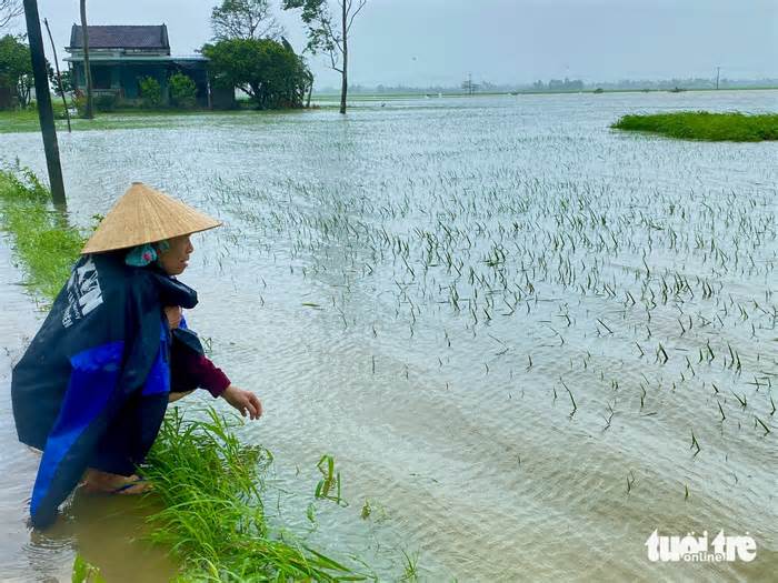 Lụt giữa mùa xuân: Nông dân khóc ròng, phụ huynh lái máy cày đến trường đón con