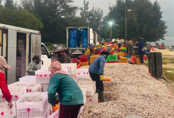 Ngư dân Hà Tĩnh trúng đậm hơn 100 tấn cá cơm