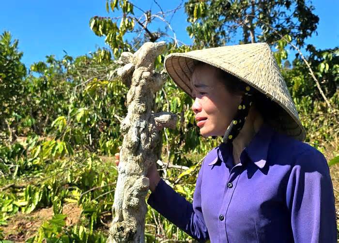 Tạm giữ nghi phạm phá hàng trăm cây hồ tiêu, cà phê của người phụ nữ