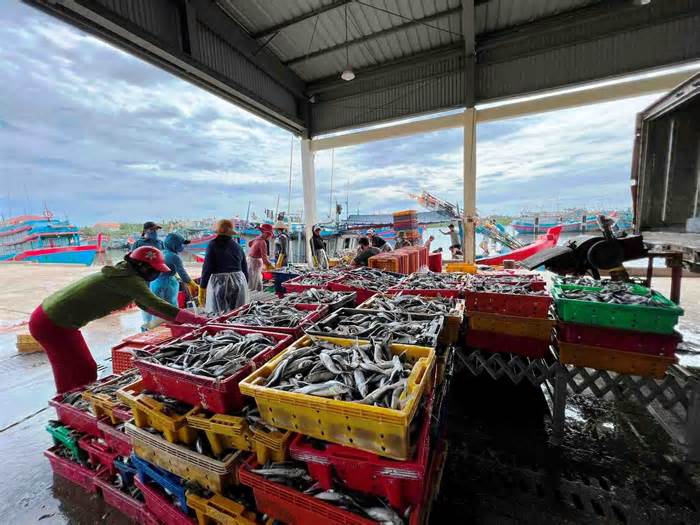 Bão lũ gây thiệt hại lớn, ngành thủy sản khẩn trương khôi phục sản xuất