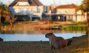 Thành phố Argentina gây tranh cãi vì kế hoạch triệt sản capybara