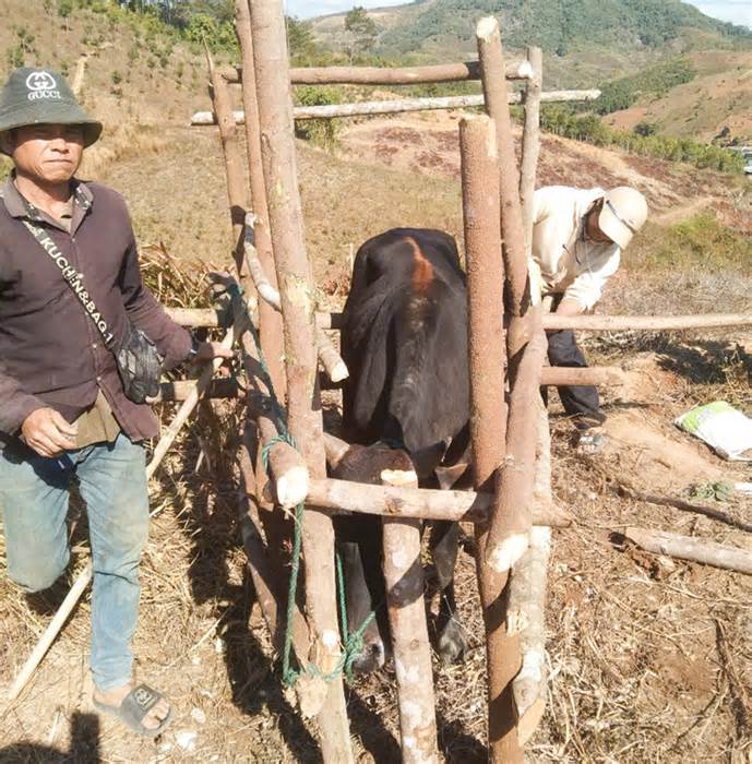 Bệnh lở mồm long móng trâu bò bùng phát tại Kon Tum