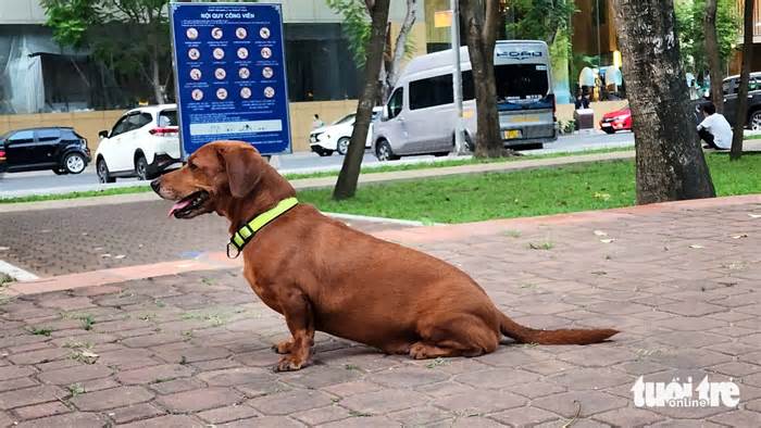 Nhiều người vẫn đem chó không rọ mõm vào phố đi bộ, công viên trung tâm TP.HCM