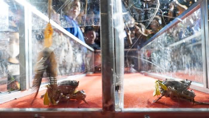 Cua nhỏ nhất thắng giải đua cua Cà Mau