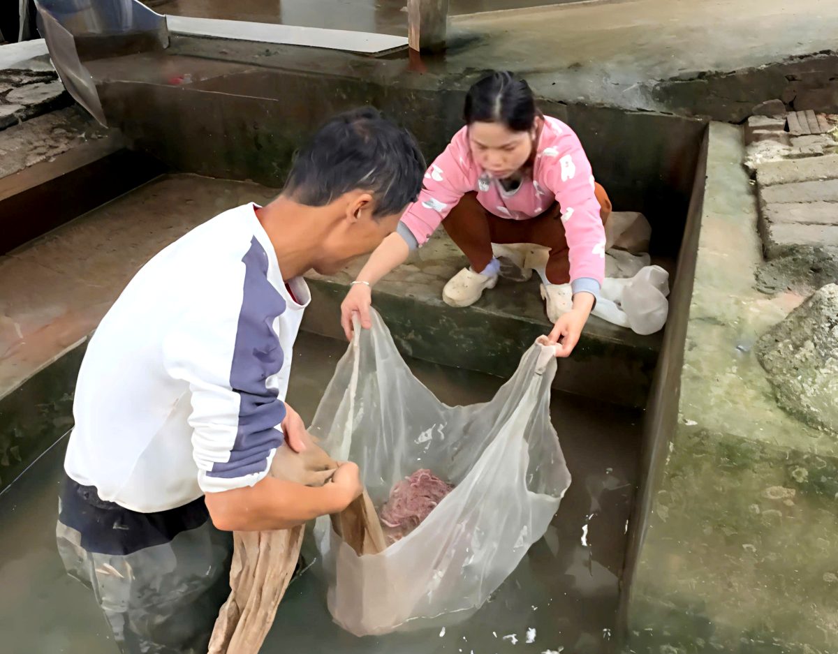Lội nước ngày đầu đông, nông dân Hải Phòng thu hàng tấn lộc trời